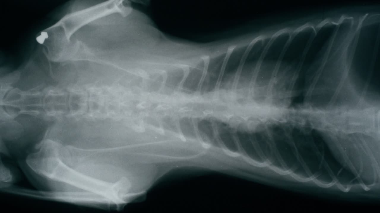 Veterinary X-ray of an Animal's Spine and Rib Cage