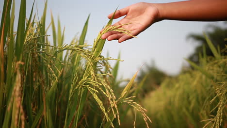 adolescente moviendo la mano a través de los granos de arroz