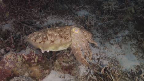 Sepia,-cuttlefish-on-a-tropical-coral-reef-changing-color-and-texture-to-camouflage-and-blend-with-the-environment