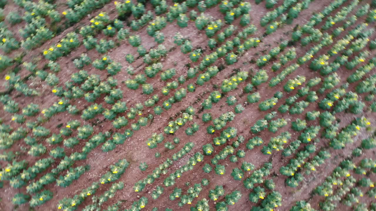 일몰 동안 제출된 해바라기 위의 느린 드론 회전