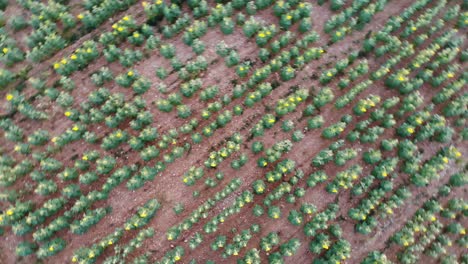 rotación lenta de drones sobre girasoles archivados durante la puesta de sol