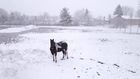 horses near stable during snowfall, aerial drone view