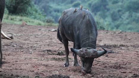 cape buffalo pee on the mountains in kenya, east africa