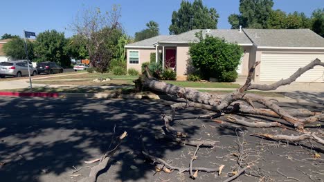 uprooted fallen tree due to heavy winds