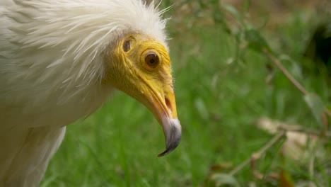 retrato de primer plano de un buitre egipcio en busca de comida en la hierba verde