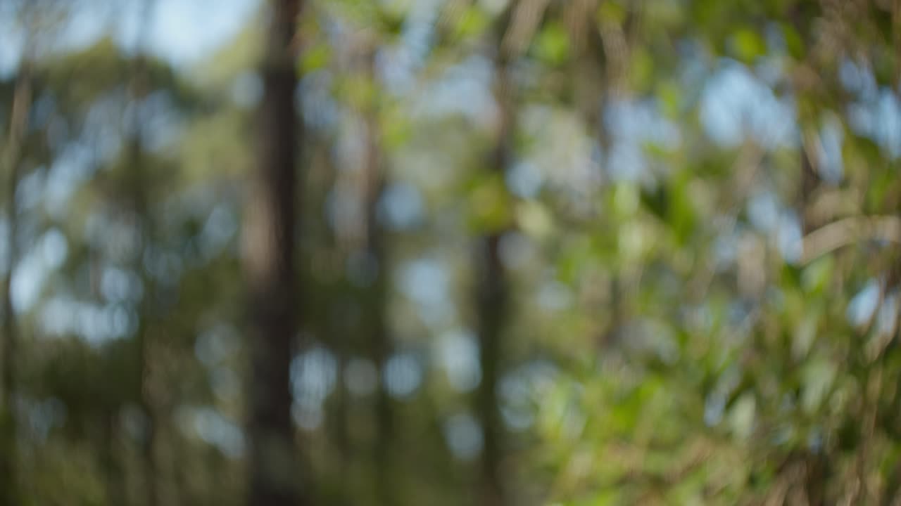 imágenes fuera de foco de un bosque con árboles altos