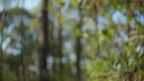out of focus footage of a forest with tall trees