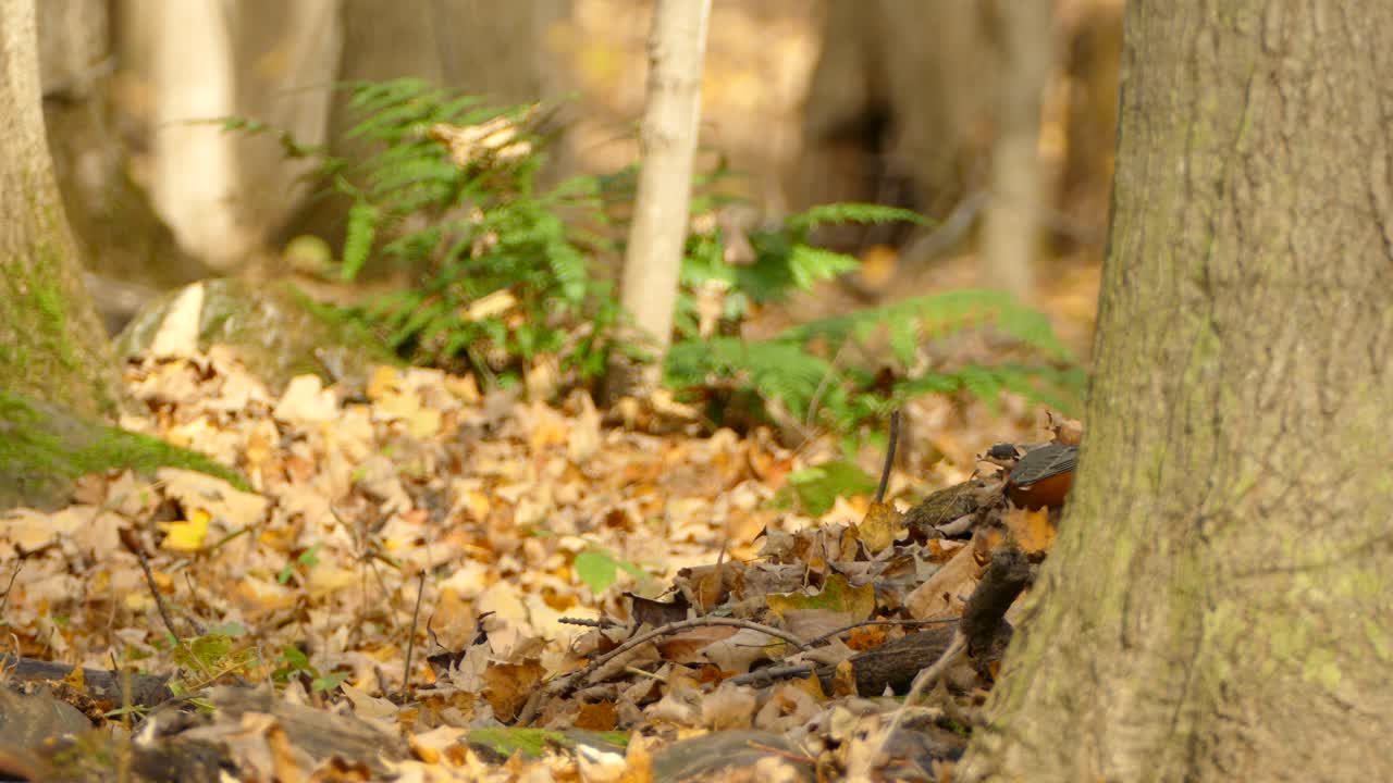petirrojo americano salvaje en un hermoso paisaje de otoño, pájaro cantor en el bosque natural