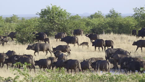herd of cape buffalo (syncerus caffer) gathered and walking away from a small pool, kruger n.p. south-africa