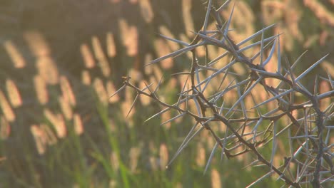 Close-up-of-the-spiky-branches-of-an-African-thorny-bush-1