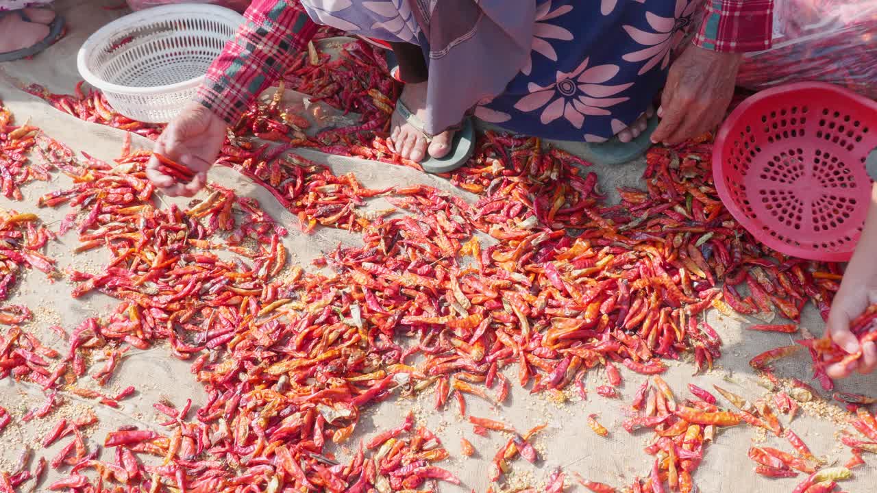 primer plano de una niña seleccionando chiles rojos en la provincia de giang, vietnam