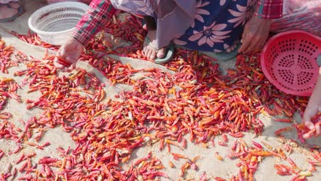 Primer-Plano-De-Una-Niña-Seleccionando-Chiles-Rojos-En-La-Provincia-De-Giang,-Vietnam