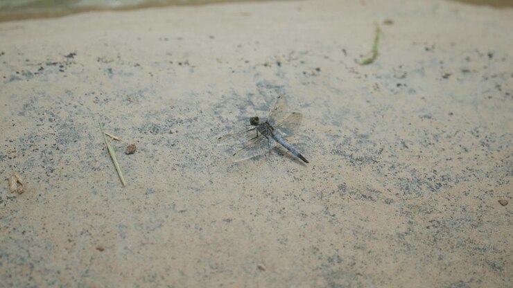 Primo piano di una libellula che riposa su una superficie di pietra chiara vicino all'acqua, fotografata in un tranquillo giardino all'aperto.