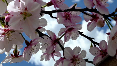 almond blossoms in spring