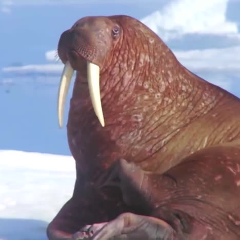la morsa vive en un hábitat de hielo natural en el ártico 4
