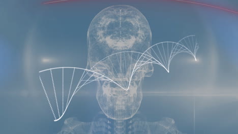 animating dna strand over transparent human skull and spine