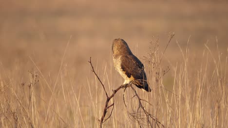 Watchful-Marsh-Owl-looks-around-and-shakes-tail-feathers-in-sunset-grassland