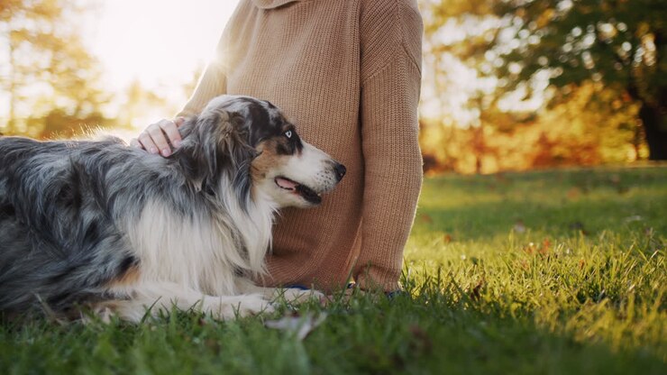 A young woman is resting in a park, next to her is her dog. The setting sun illuminates them