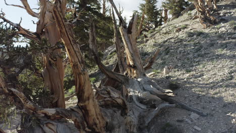 Primer-Plano-De-Antiguos-Pinos-Bristlecone-Con-Troncos-Retorcidos-En-Una-Pendiente-Rocosa-En-Las-Montañas-Blancas,-California