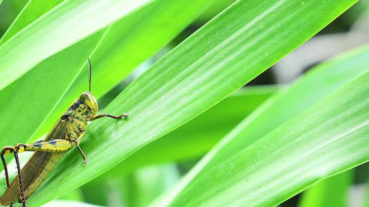 Close-up view of a grasshopper resting on a vibrant green leaf, showcasing its detailed texture and natural habitat.