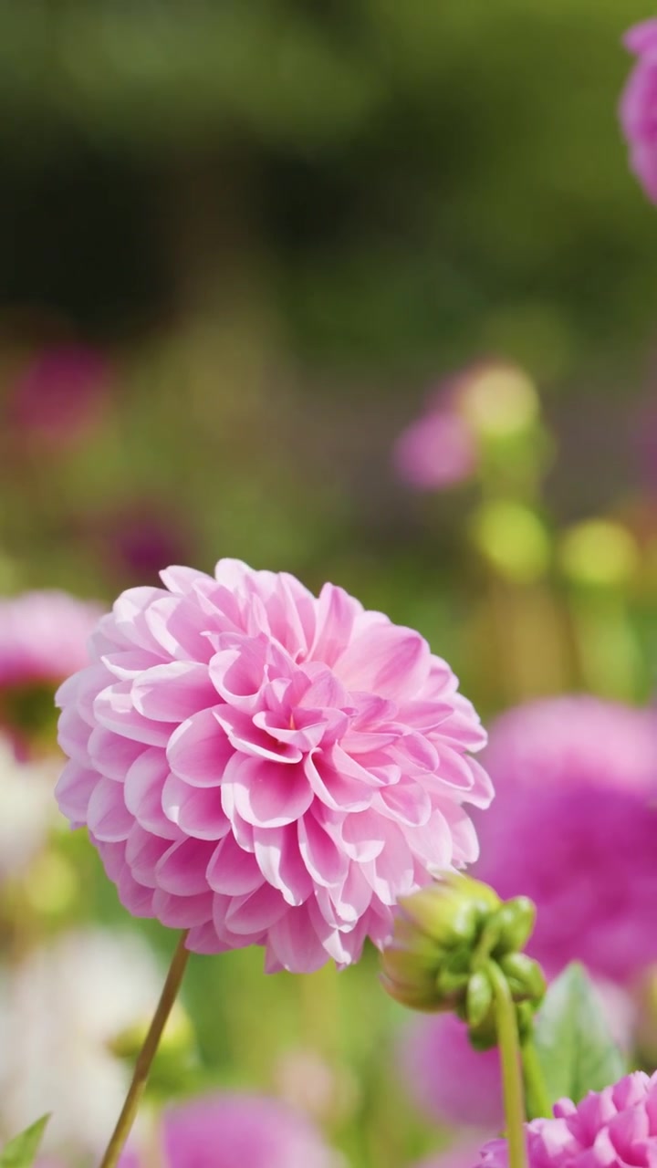 Bunga dahlia merah muda bergoyang lembut di luar ruangan, dikelilingi taman yang rimbun dan penuh warna di bawah cahaya matahari alami
