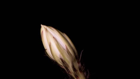 Echinopsis-cactus-flower-bloom-on-black-back-ground