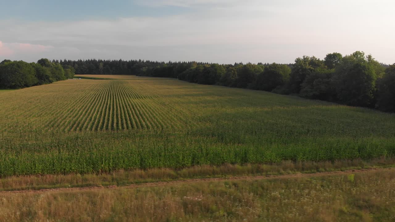Corn fields recorded with a drone on a sunny day