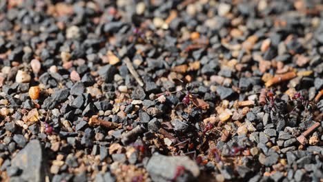 Bull ants exit nest hole, moving across gravel and stones, captured in bright natural sunlight