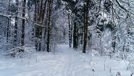 Snowy-branches-in-forest.-Winter-fairy-background