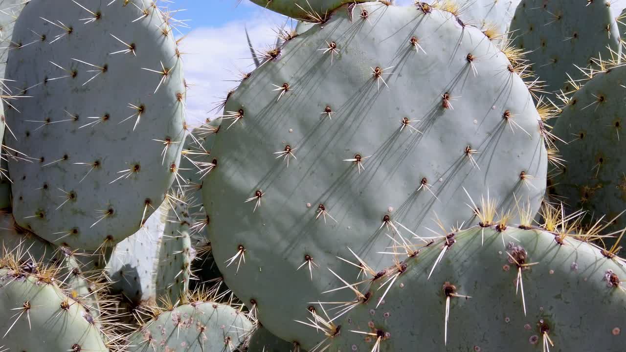 Close-up of cactus spines under sunlight, evokes resilience in nature