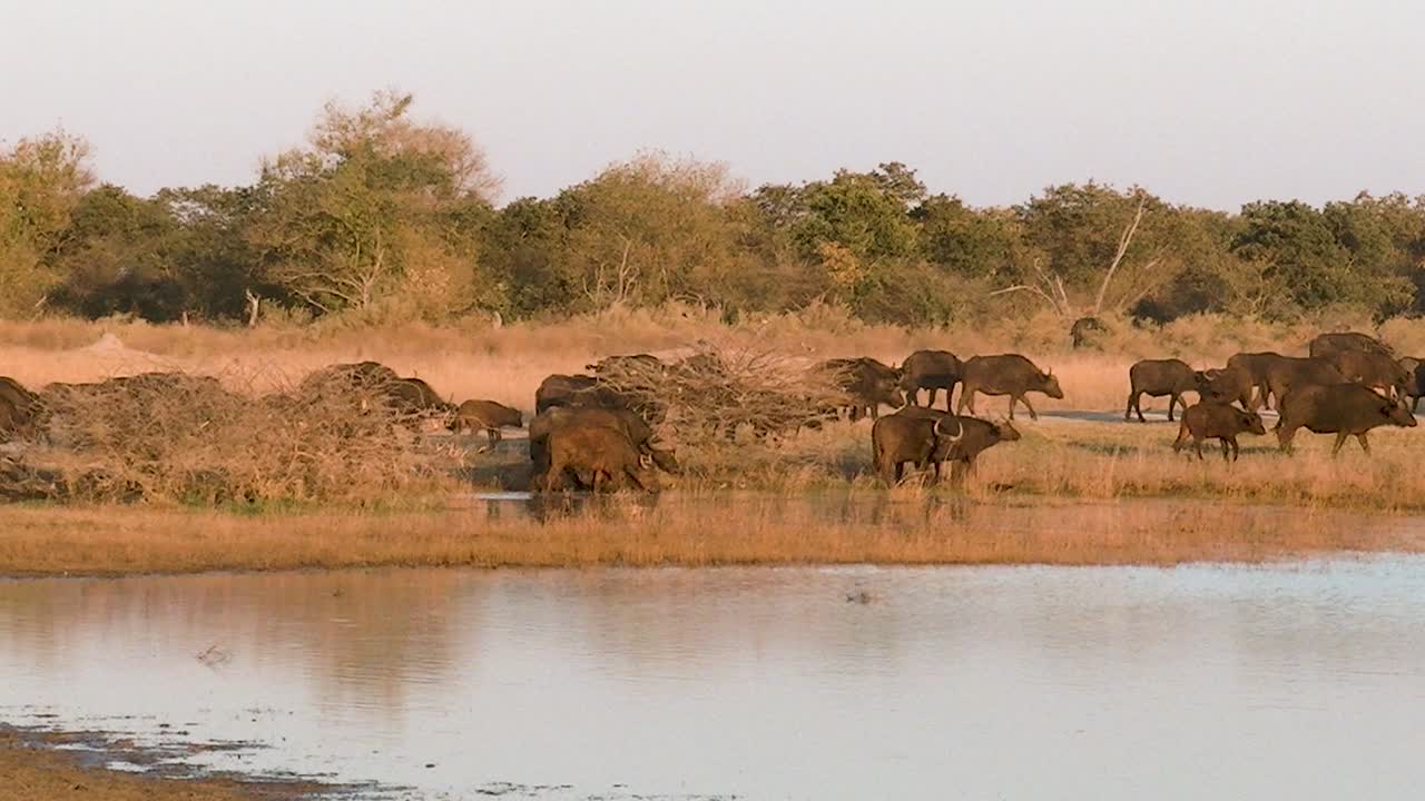 enorme manada de búfalos salvajes caminando al amanecer por el agua en la sabana africana