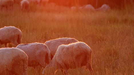flock of sheep gathering under the red tint of the sunset