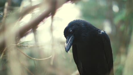 Black-raven-sitting-on-tree-examining-something-below.-Feathered-forest-dweller