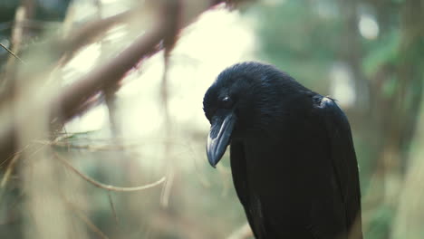 black raven sitting on tree examining something below. feathered forest dweller