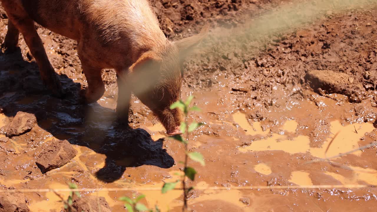 un cerdo se tambalea en el barro en un día soleado.