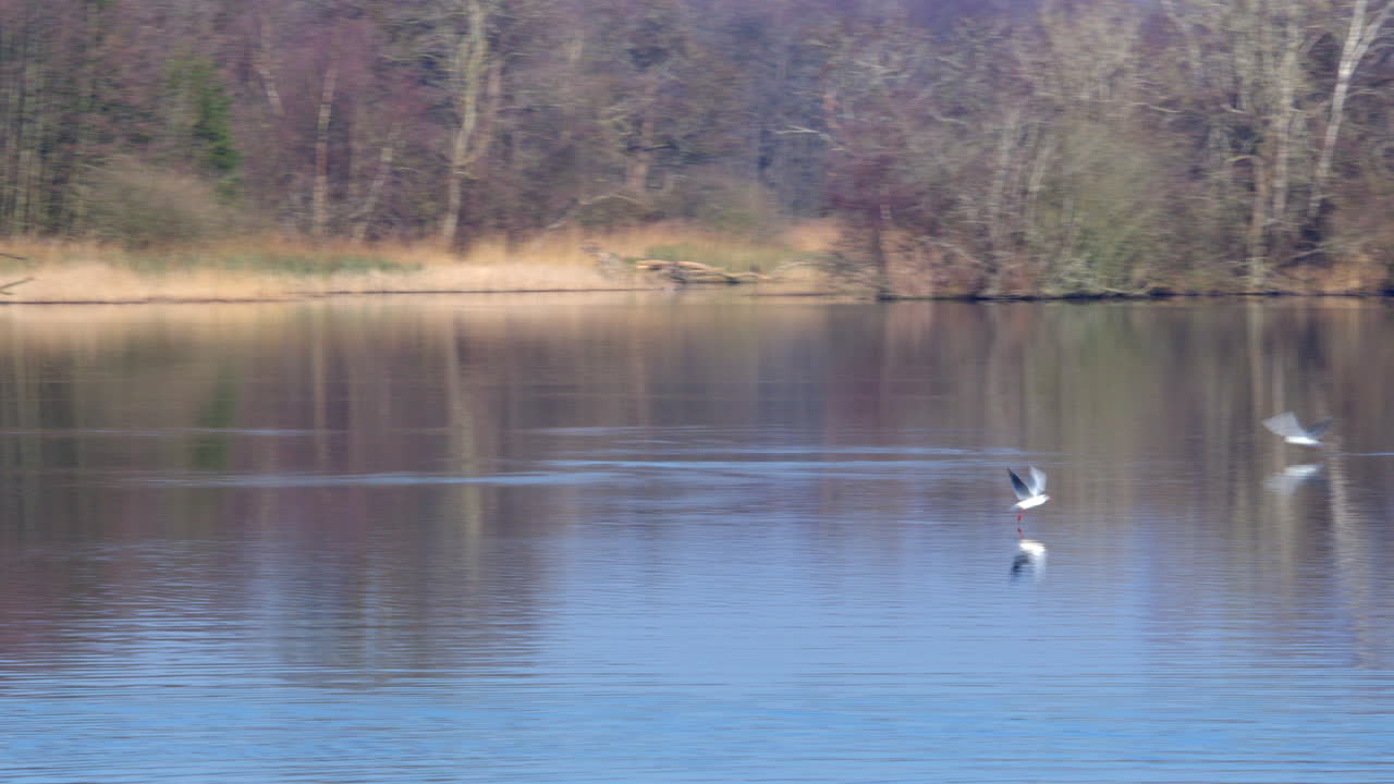 Shot following white and common turns birds flying around and skimming the water on Ormesby little broad