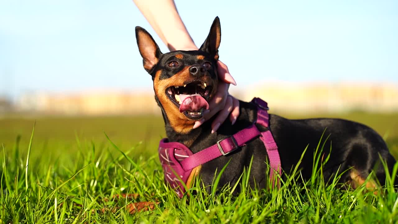 mini pinscher feliz con cuello morado mirando a su alrededor mientras jadea con la lengua del perro colgando mientras es acariciado por la mano de una mujer joven en cámara lenta 120fps - cielo azul, hierba verde, bokeh