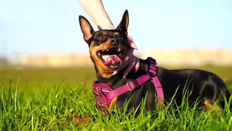 happy mini pinscher in purple collar looking around as it's panting with the dog's tongue hanging out while being petted by a young female's hand in slow motion 120fps - blue sky, green grass, bokeh