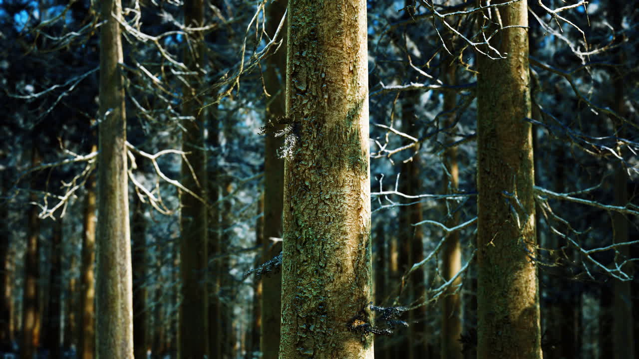 bosque de coníferas cubierto de nieve en un día soleado