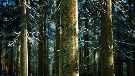 Bosque-De-Coníferas-Cubierto-De-Nieve-En-Un-Día-Soleado