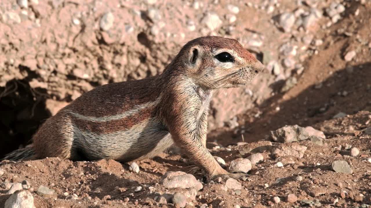 A ground squirrel looking out of it's burrow looking for danger