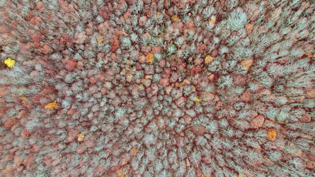 Aerial view of colorful autumn forest in full bloom showcasing nature's palette