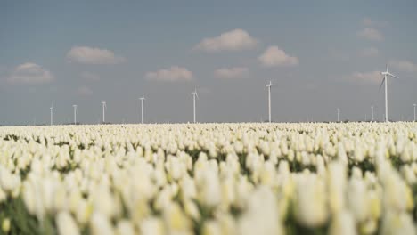 Blumenfeld-Mit-Der-Windmühle-Im-Hintergrund