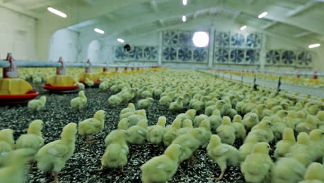 lots of little chicks at the agricultural farm
