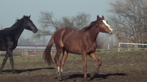 brown and black horses play and gallop in pasture, tracking