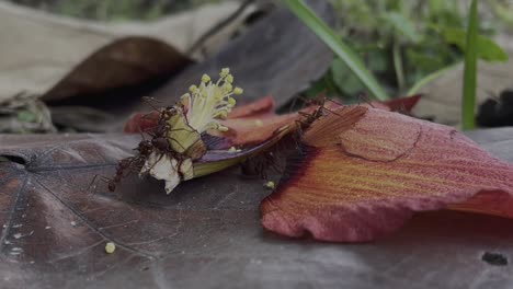 group of red ants working on cutting a red hibiscus fallen flower petal