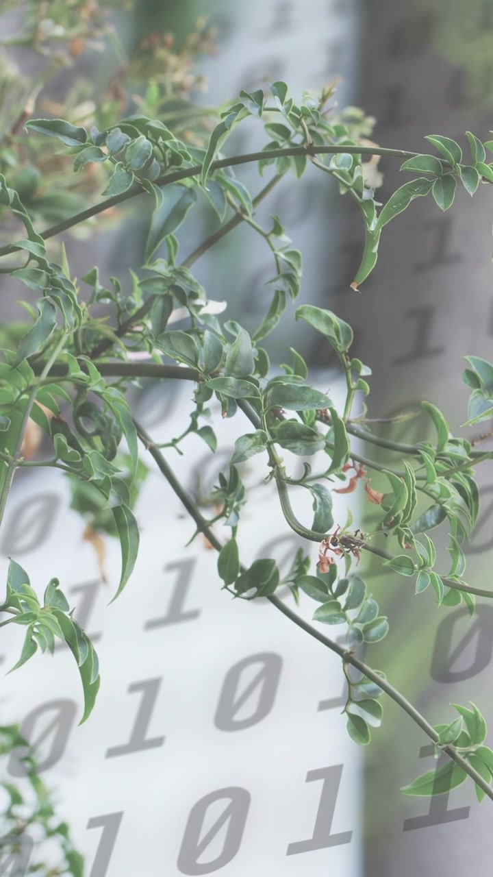 Video verticale: Pianta pendente che ondeggia per la brezza, cifre binarie che fluttuano per mostrare un collegamento dati.