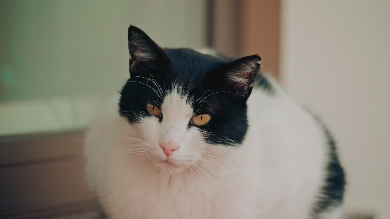 A cat sitting calmly on a small brick platform, leaning against a glass door, looking relaxed and observant