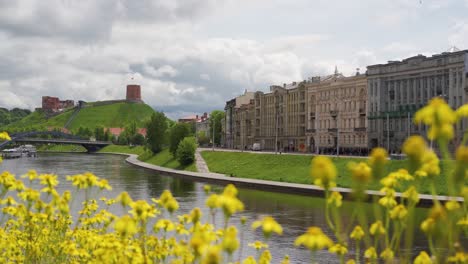 vilnius, lithuania – 29 may 2022. gediminas tower visible in the distance with yellow field flowers