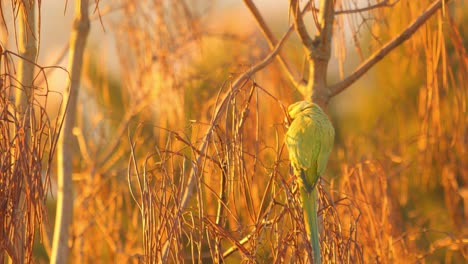 rose-winged parakeet in tree at sunset